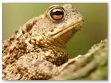 Gewone pad | Common toad | Bufo bufo