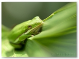  Amerikaanse boomkikker | Green treefrog | Hyla cinerea