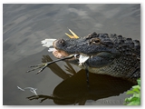  Amerikaanse alligator | American alligator | Alligator mississippiensis