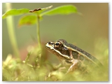 Moeraskikker | Pickerel Frog | Rana palustris