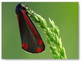 Stint-Jacobsvlinder | Cinnabar moth | Tyria jacobaeae