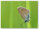 Klaverblauwtje | Mazarine blue | Polyommatus semiargus