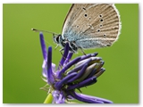Klaverblauwtje | Mazarine blue | Polyommatus semiargus