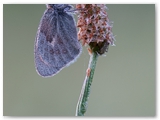 Hooibeestje | Small heath | Coenonympha pamphilus