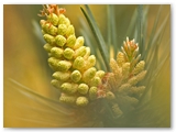 Grove den | Scots pine | Pinus sylvestris
