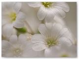 Gewone hoornbloem | Mouse-ear chickweed | Cerastium fontanum