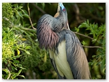 Driekleurenreiger | Tricolored Heron | Egretta tricolor