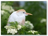  Koereiger | Cattle Egret | Bubulcus ibis