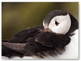 Papegaaiduiker | Puffin | Fratercula arctica