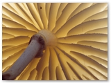 Porseleinzwam | Porcelain fungus | Oudemansiella mucida