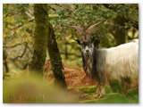 Wilde geit | Feral goat | Capra aegagrus hircus