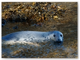 Gewone zeehond | Harbor seal | Phoca vitulina