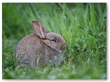 Konijn | Rabbit | Oryctolagus cuniculus