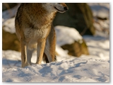 Wolf | Red Wolf | Canis Rufus