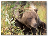 Grizzly beer | Grizzly bear | Ursus arctos horribilis