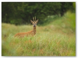 Ree | Roe deer | Capreolus capreolus
