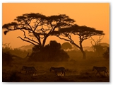 Amboseli National Park - Kenya