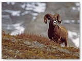Dikhoorn schaap | Bighorn Ram | Ovis canadensis