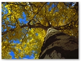 Ratelpopulier | Quaking aspen | Populus tremuloides