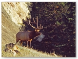 Wapiti | Elk | Cervus canadensis