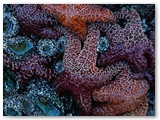 Zeesterren | Starfish