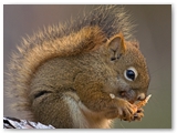 Amerikaanse rode eekhoorn | American red squirrel | Tamiasciurus hudsonicus