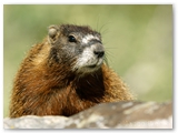 Grijze marmot | Hoary marmot | Marmota caligata