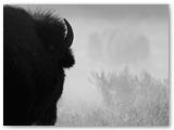 Amerikaanse bizon | American bison | Bison bison