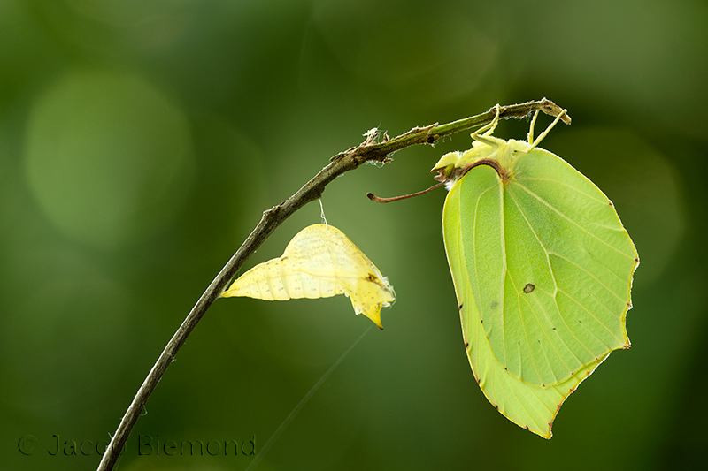 Brimstone butterfly