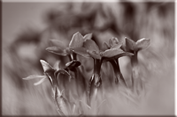 Bloemen