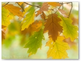 Amerikaanse eik | Nothern red oak | Quercus rubra
