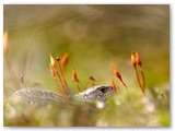 Zandhagedis | Sand lizard | Lacerta agilis