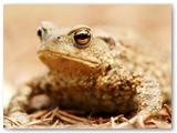 Gewone pad | Common toad | Bufo bufo