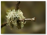 Baardmos | Old Man's Beard | Usnea