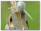 Wijngaardslak | Burgundy snail | Helix pomatia
