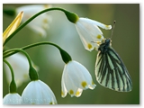 Klein geaderd witje | Green-veined white | Pieris napi