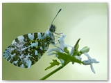 Oranjetip | Orange tip | Anthocharis cardamines