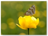 Veldparelmoervlinder | Glanville Fritillary | Melitaea cinxia