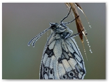 Dambordje | Marbled white | Melanargia galathea
