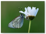 Groot geaderd witje | Black-veined white | Aporia crataegi