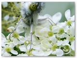 Oranjetip | Orange tip | Anthocharis cardamines