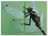 Gewone oeverlibel | Black-tailed skimmer | Orthetrum cancellatum