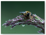 Gewone pendelvlieg | Brindled hoverfly | Helophilus pendulus