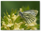Klein geaderd witje | Green-veined white | Pieris napi