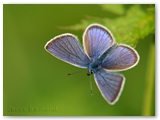 Klaverblauwtje | Mazarine blue | Polyommatus semiargus
