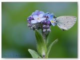 Dwergblauwtje | Small blue | Cupido minimus
