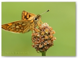 Bont dikkopje | Chequered skipper | Carterocephalus palaemon