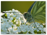 Klein geaderd witje | Green-veined white | Pieris napi