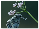 Dambordje | Marbled white | Melanargia galathea