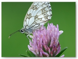 Dambordje | Marbled white | Melanargia galathea
